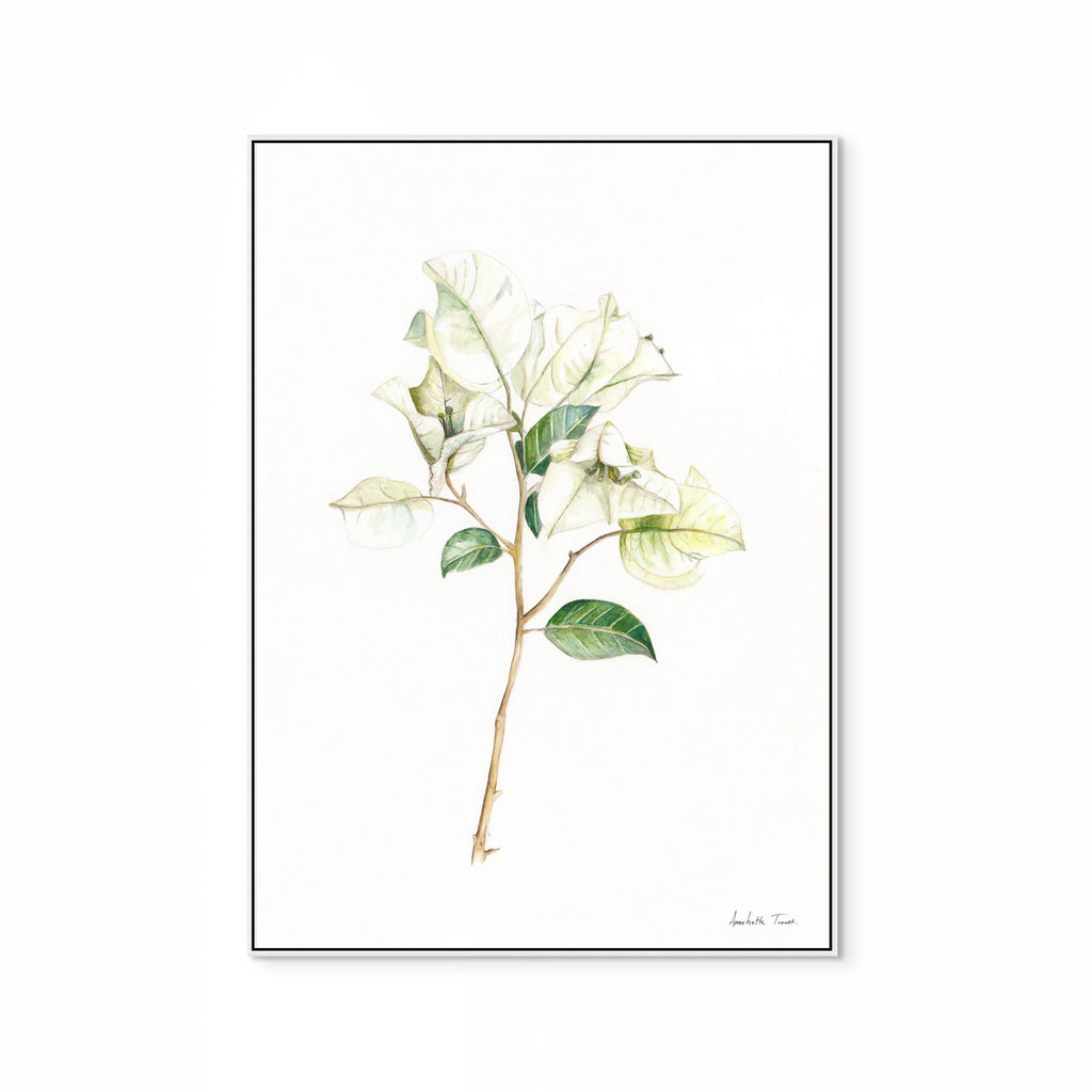 White Bougainvillea Print