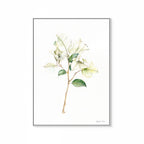 White Bougainvillea Print