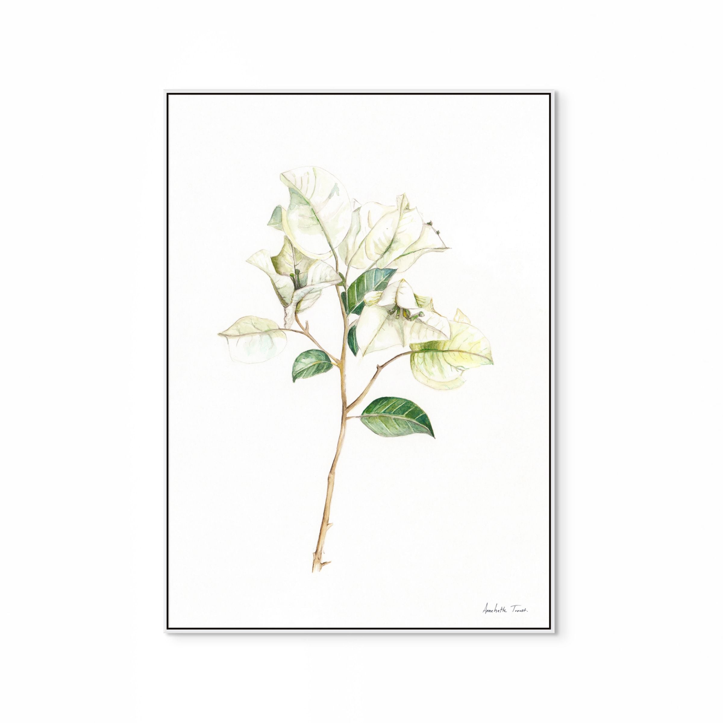White Bougainvillea Print