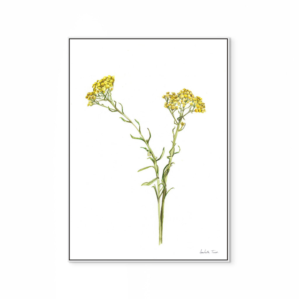 Wild Flower Print
