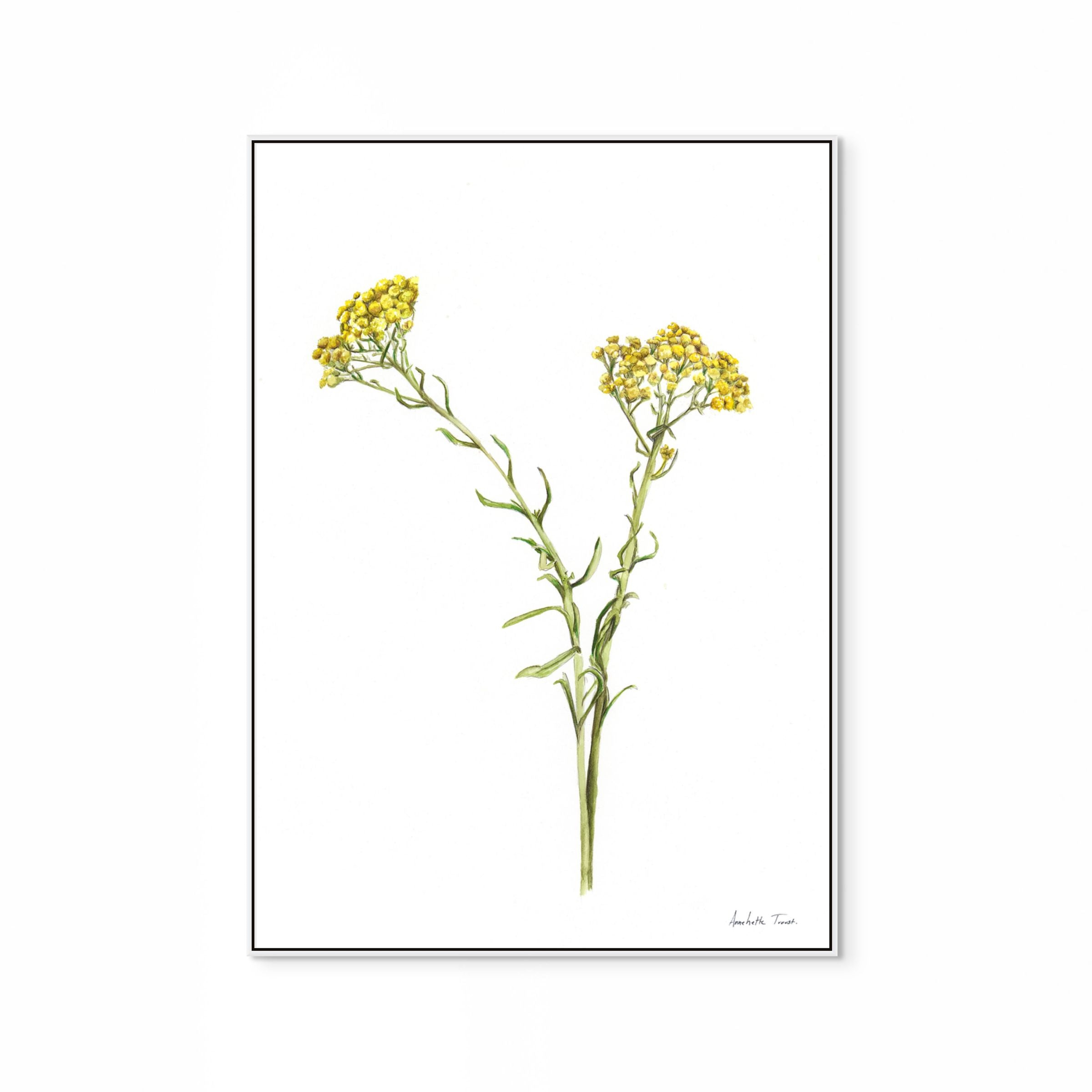 Wild Flower Print