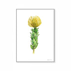 Yellow Pincushion Print