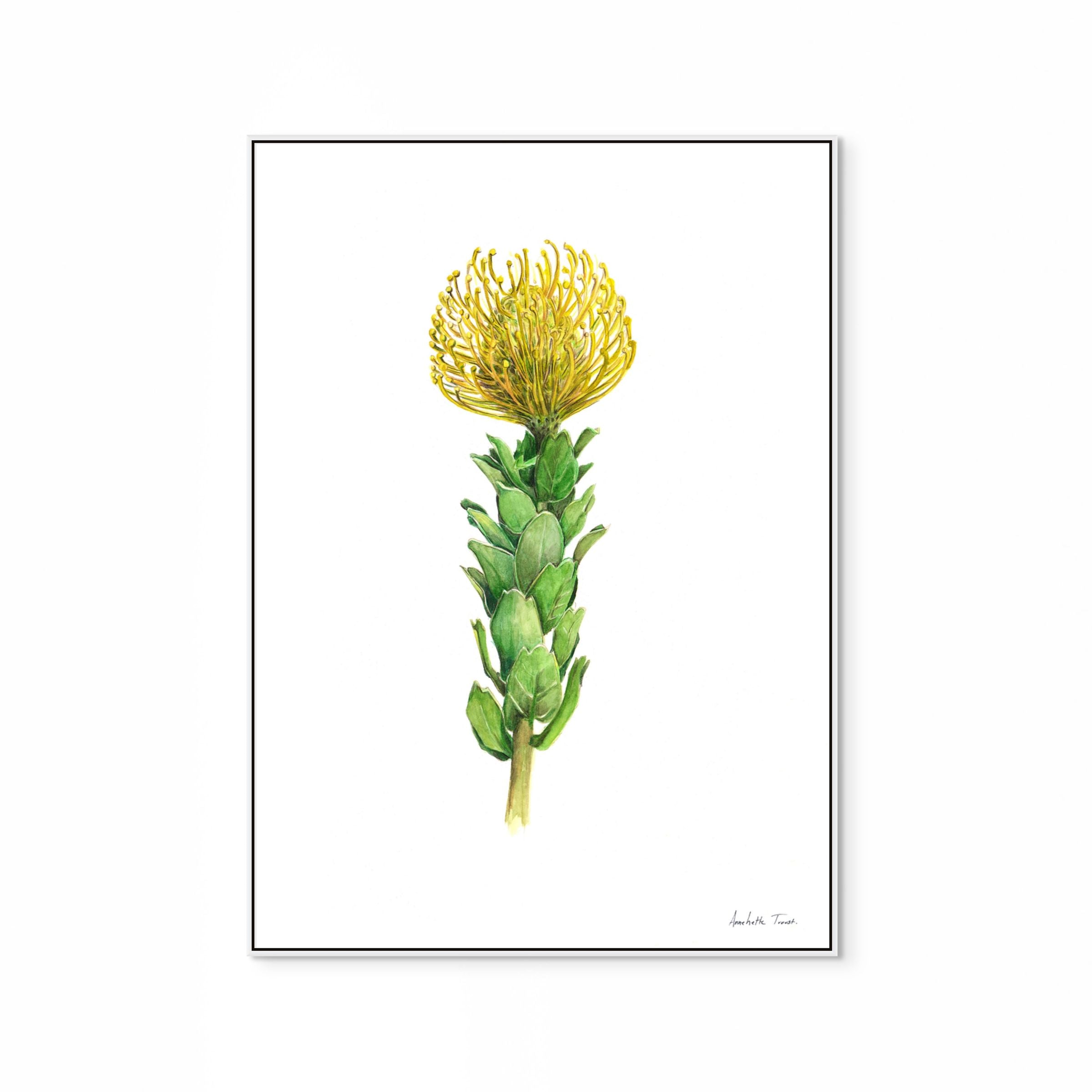 Yellow Pincushion Print