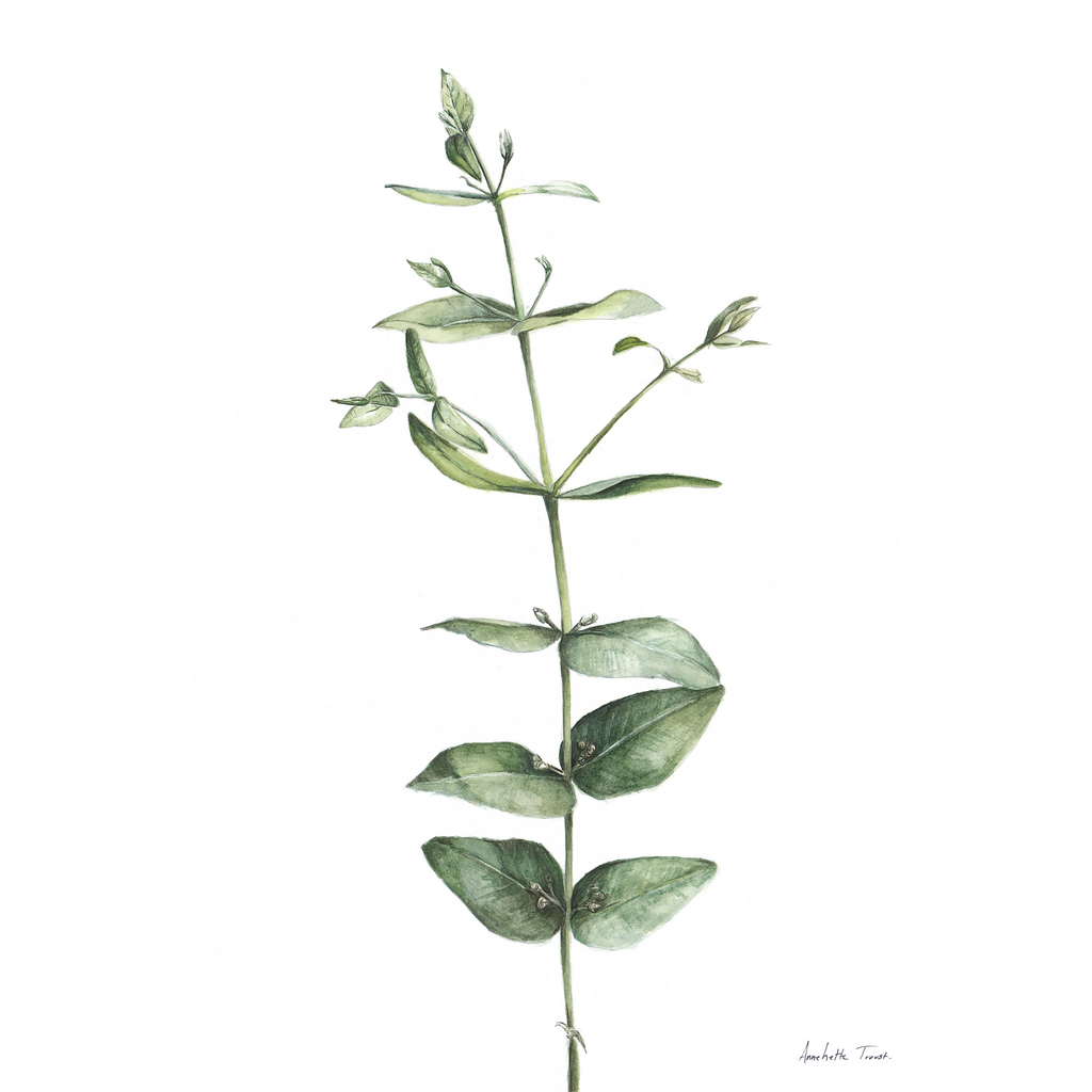 Eucalyptus Print