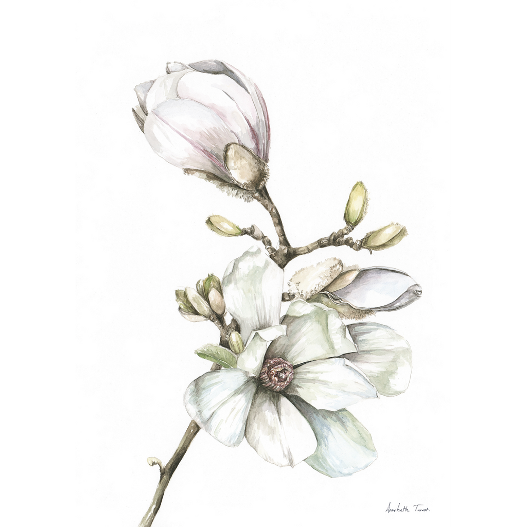 Magnolia Print