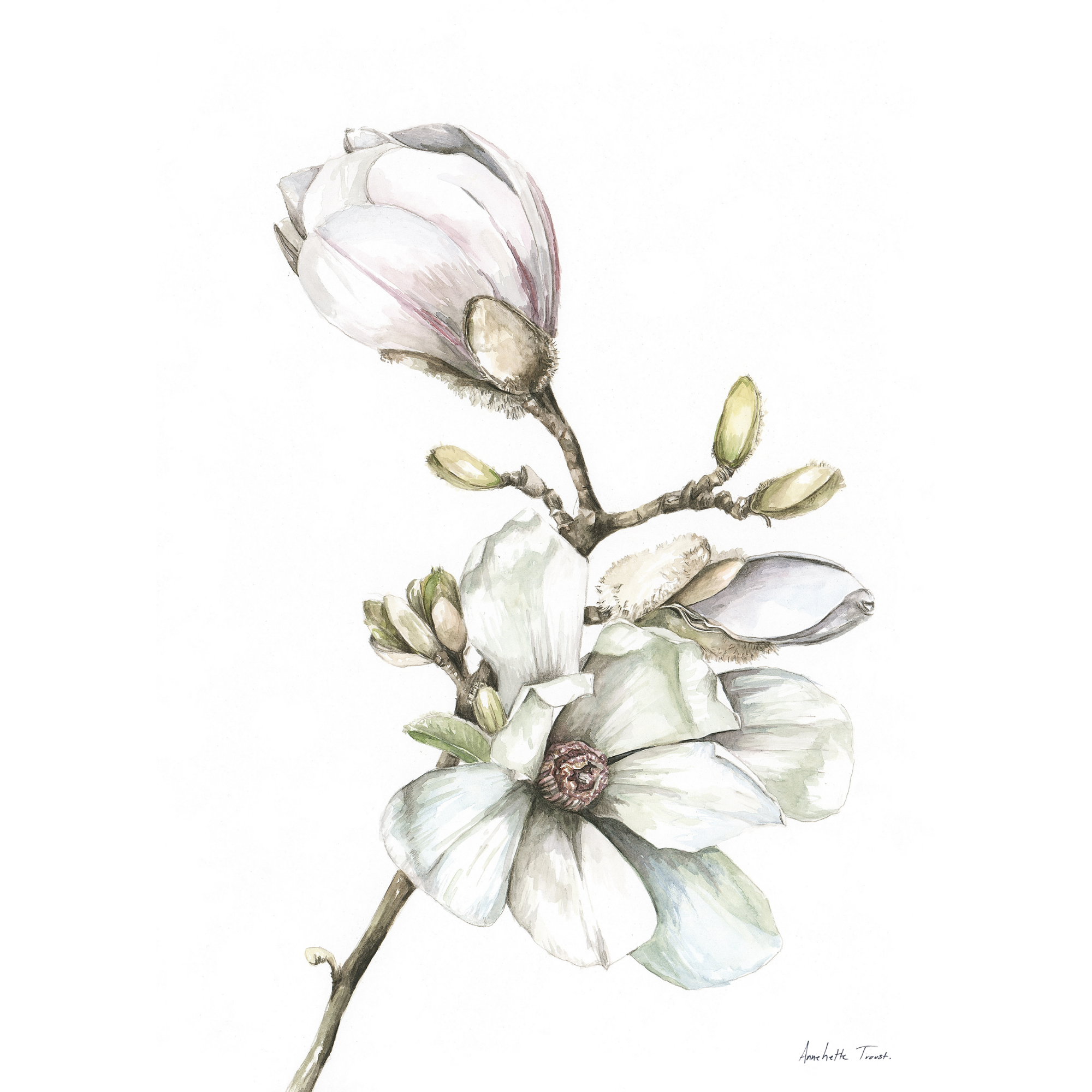 Magnolia Print