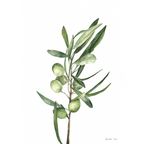 Olive Branch Print