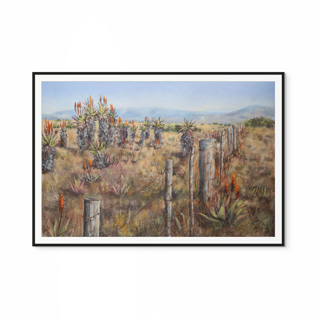 Aloes And Old Fence Print