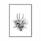 Aloe I Print