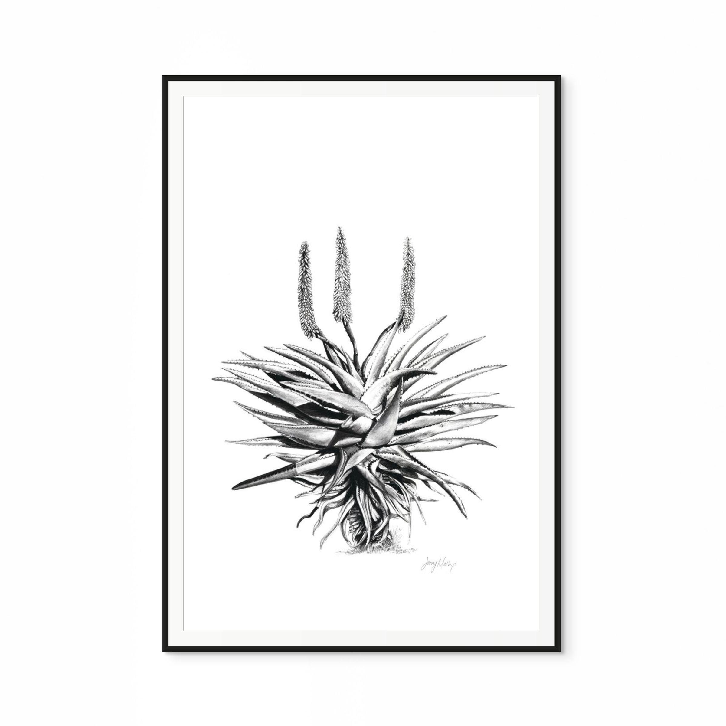 Aloe I Print
