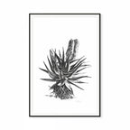 Aloe II Print