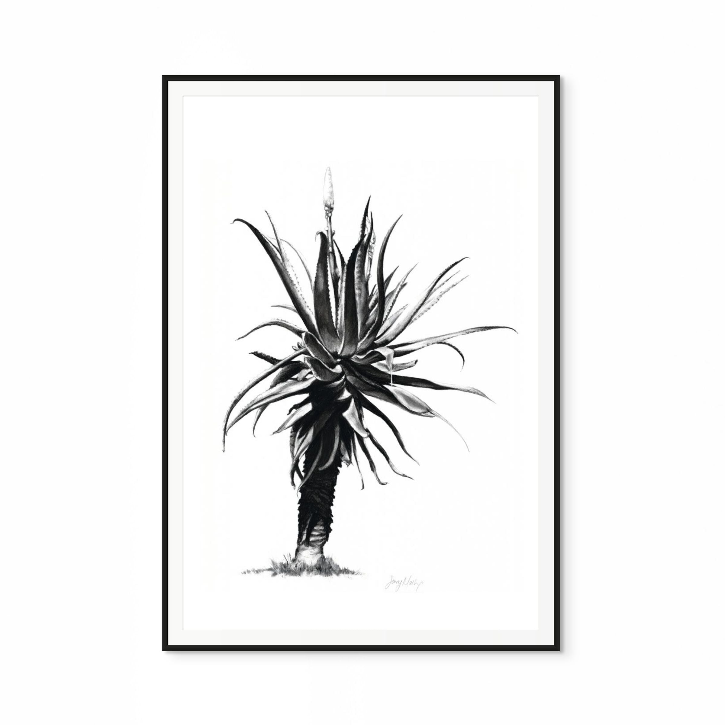 Aloe IV Print