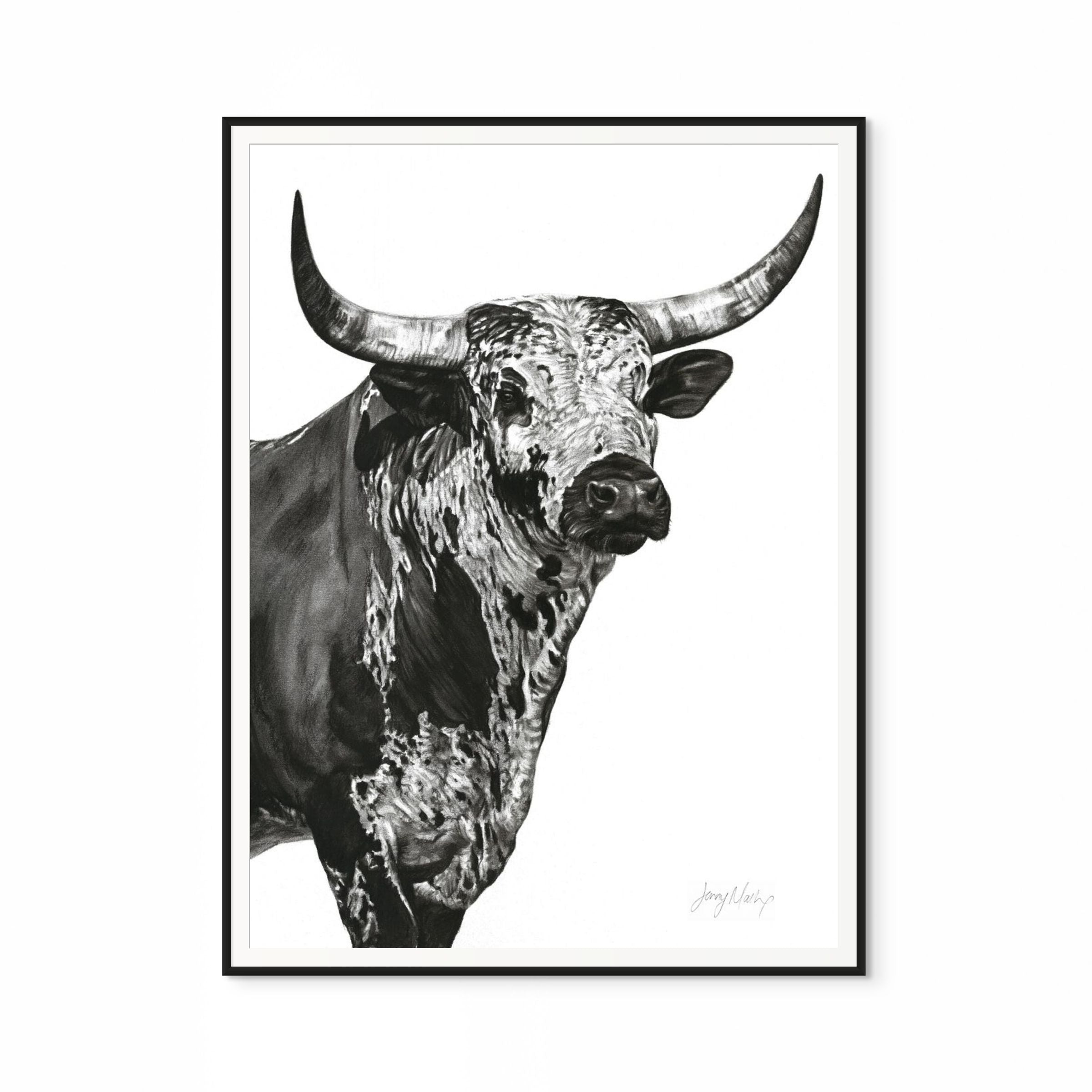 Nguni Bull Head (Portrait) Print