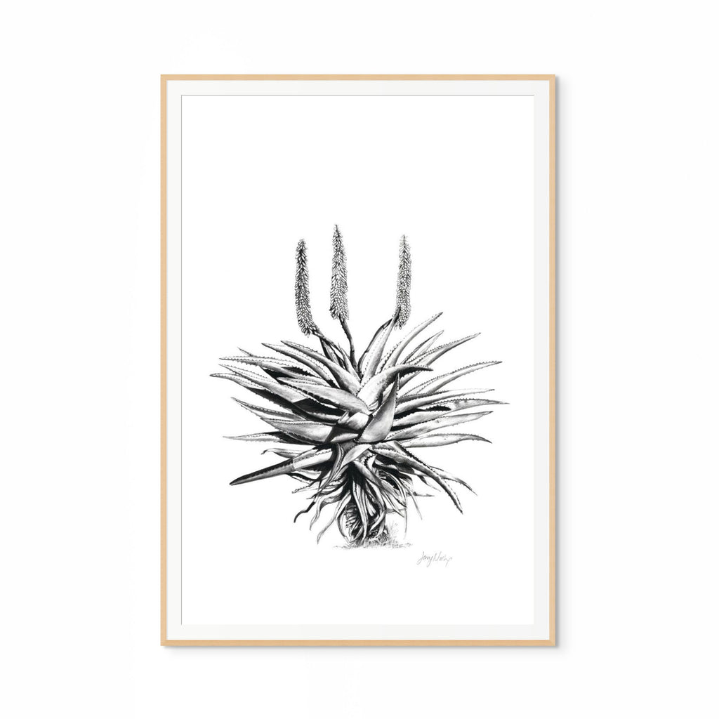 Aloe I Print