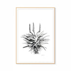 Aloe I Print