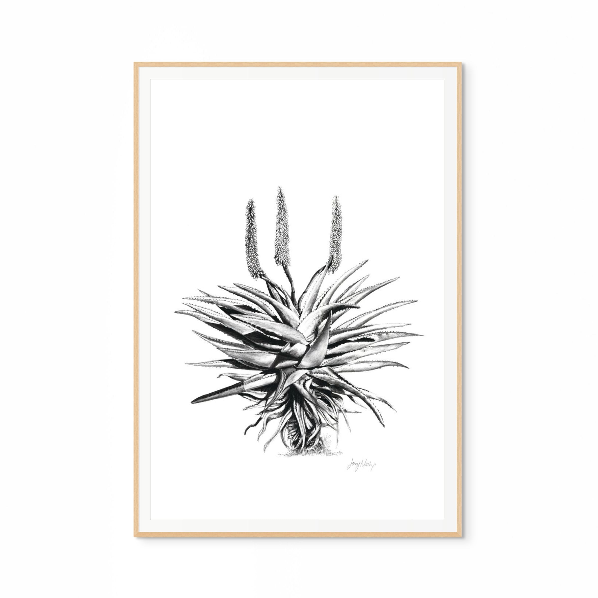Aloe I Print