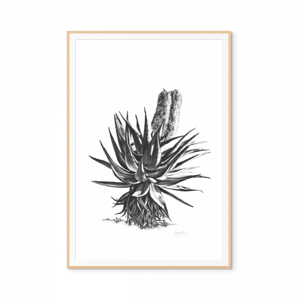 Aloe II Print