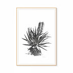 Aloe II Print