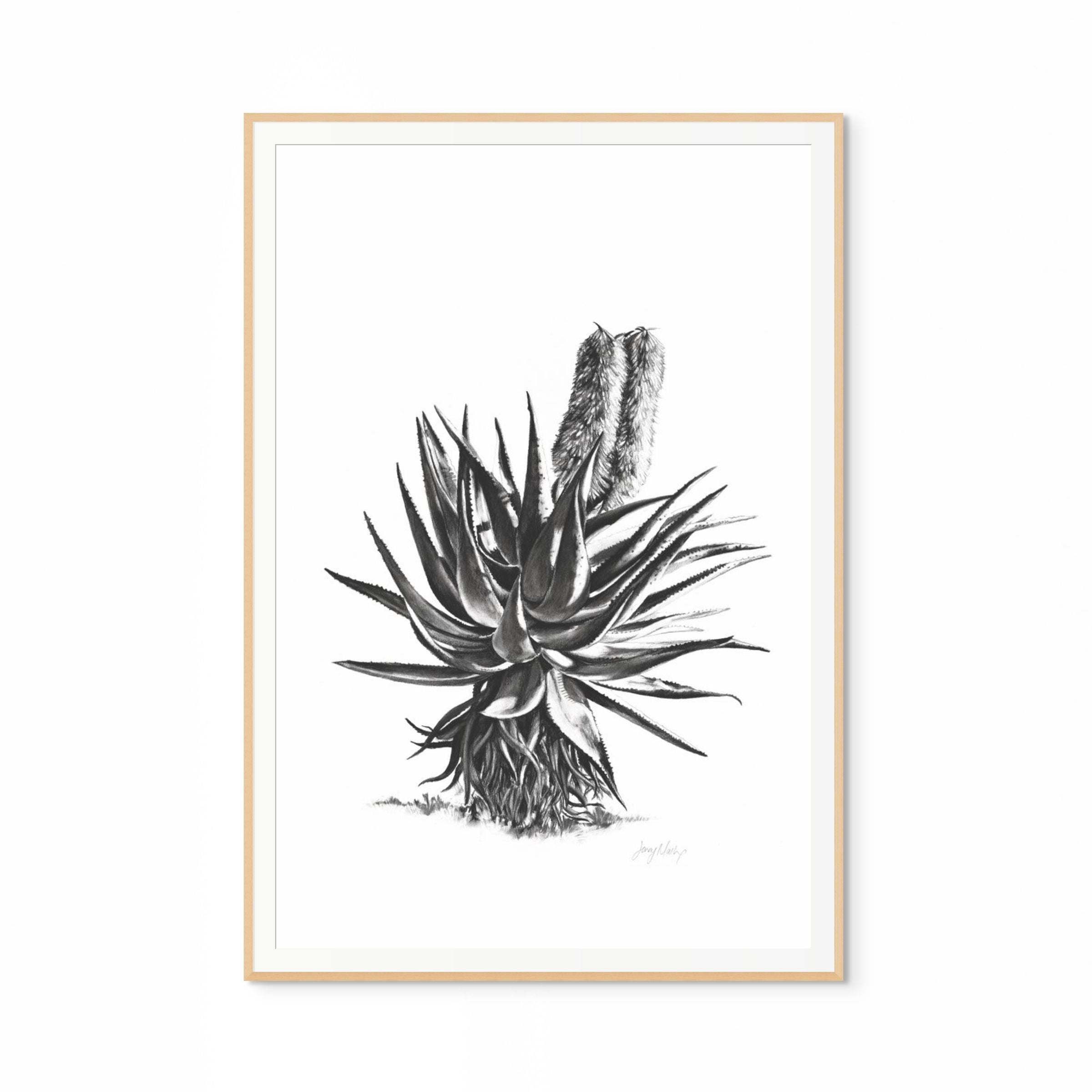 Aloe II Print