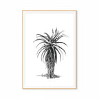 Aloe III Print