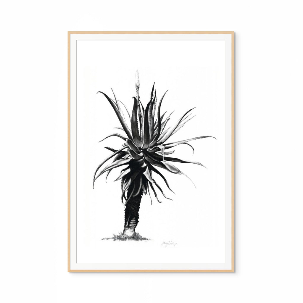 Aloe IV Print