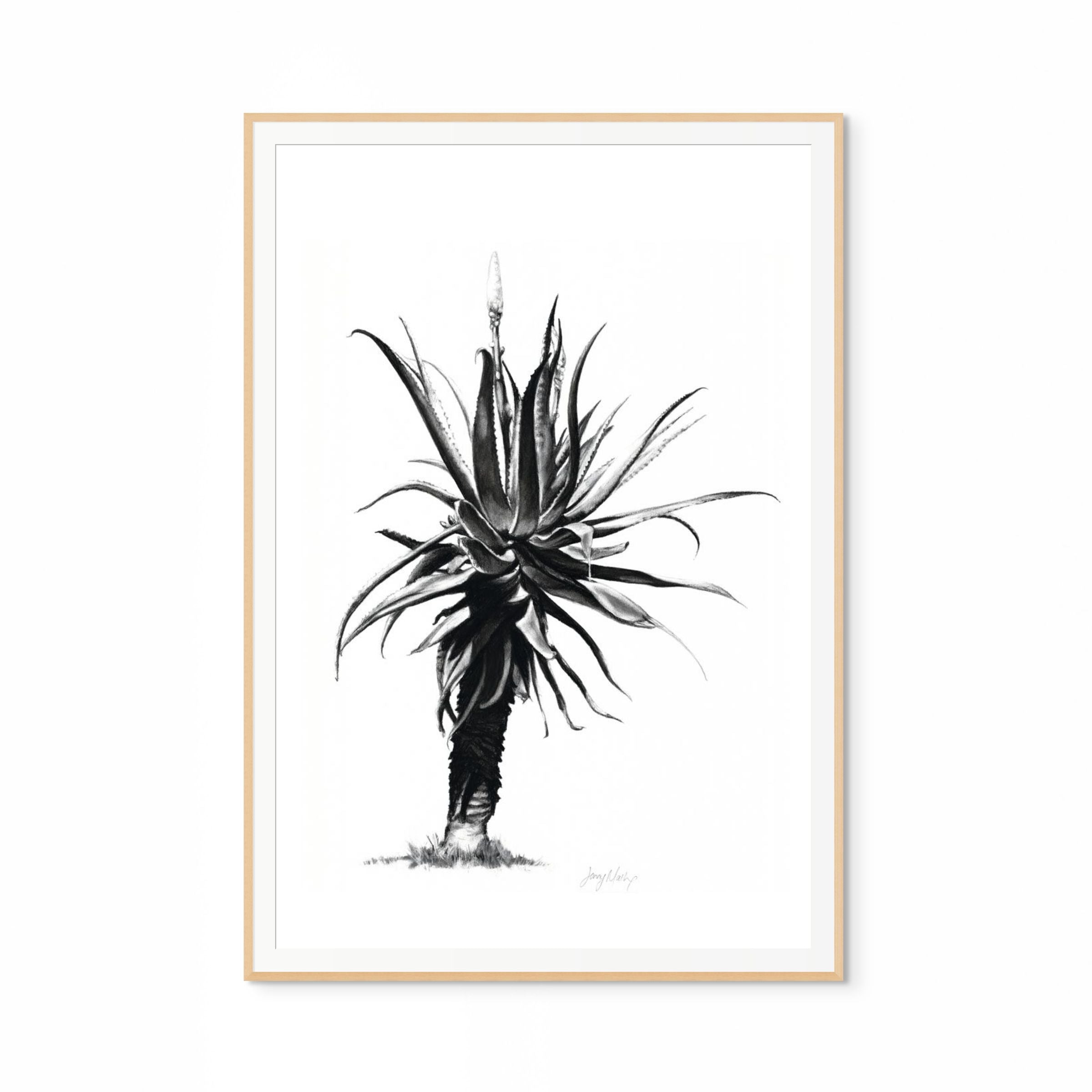 Aloe IV Print