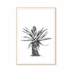 Aloe V Print