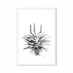 Aloe I Print