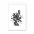 Aloe II Print