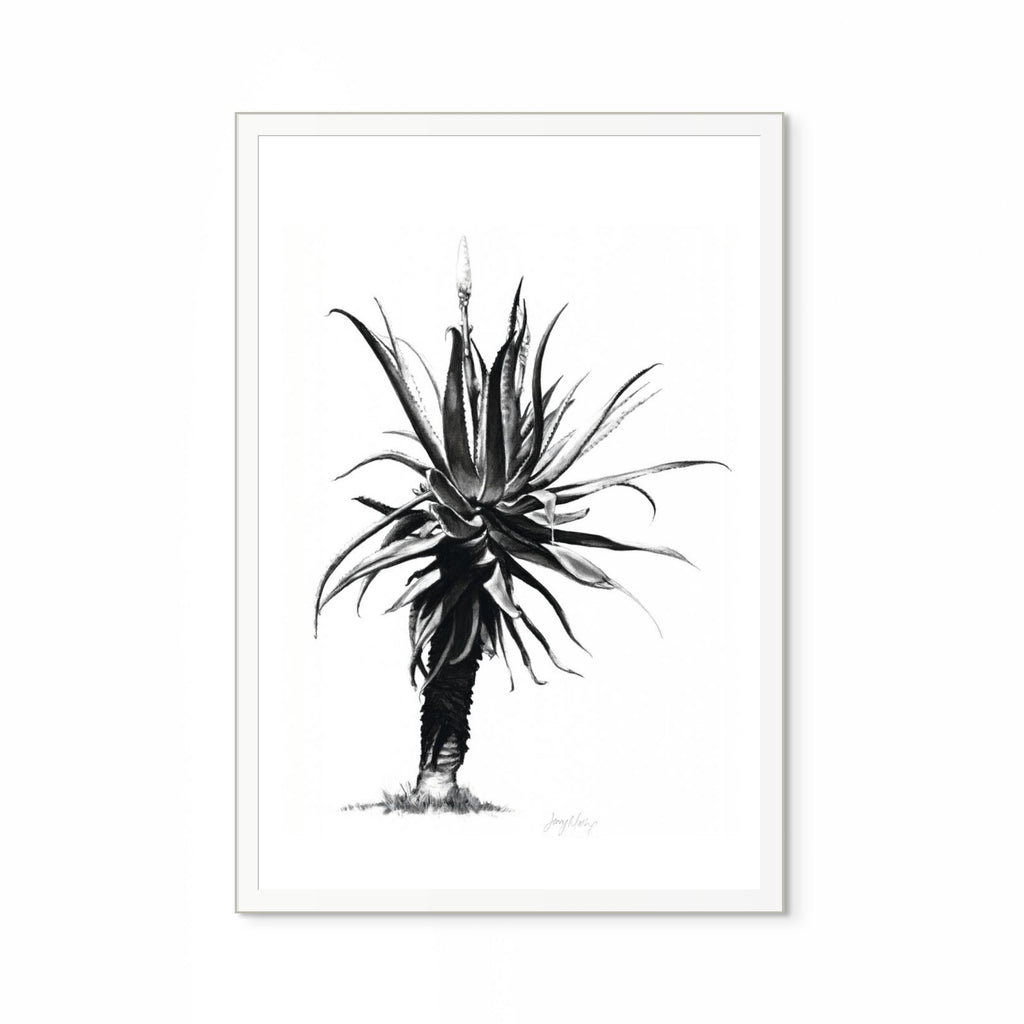 Aloe IV Print
