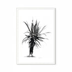 Aloe IV Print