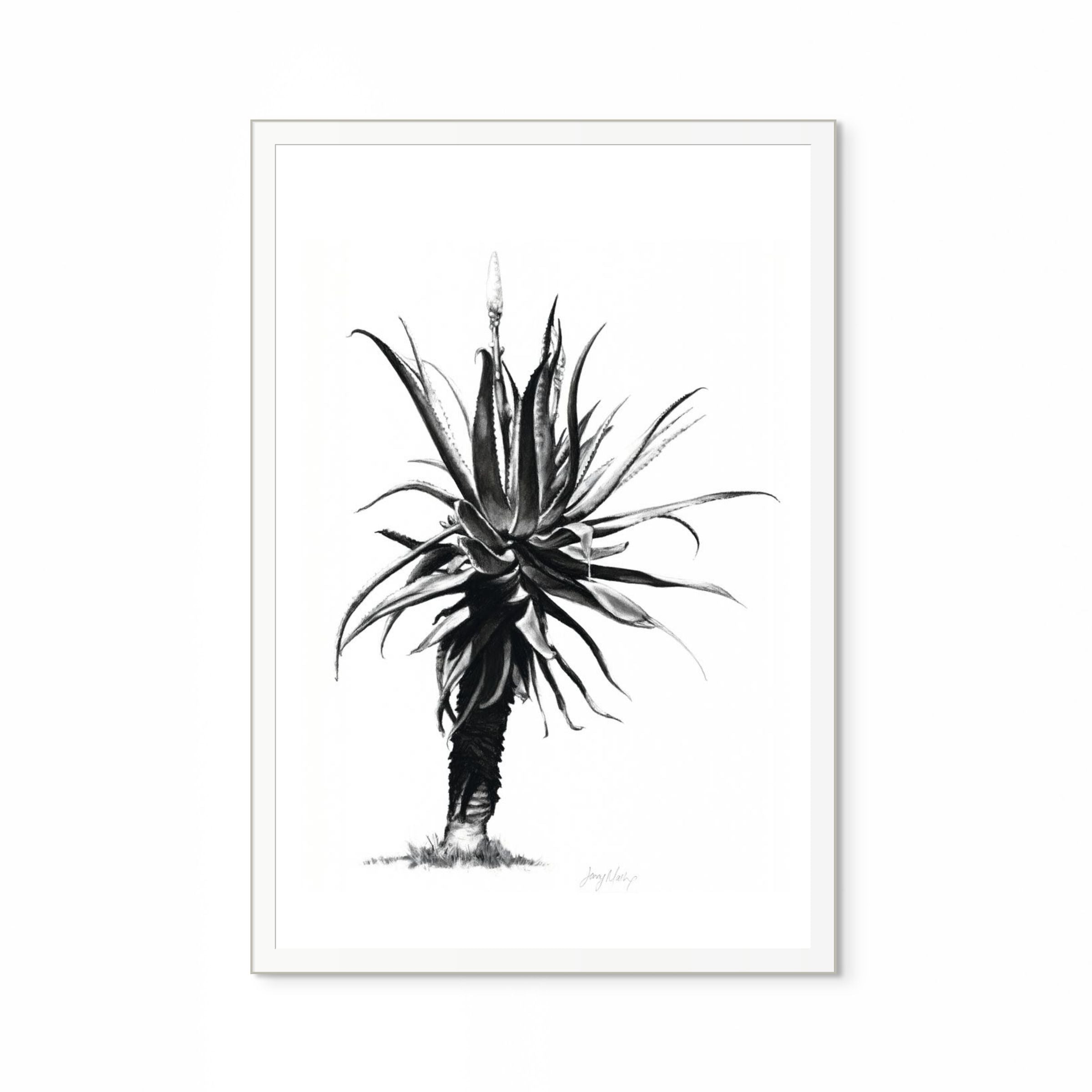 Aloe IV Print