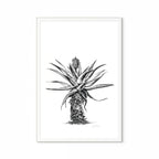 Aloe V Print