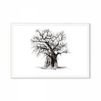 Baobab III Print