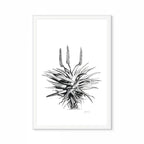 Aloe I Print