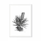 Aloe II Print
