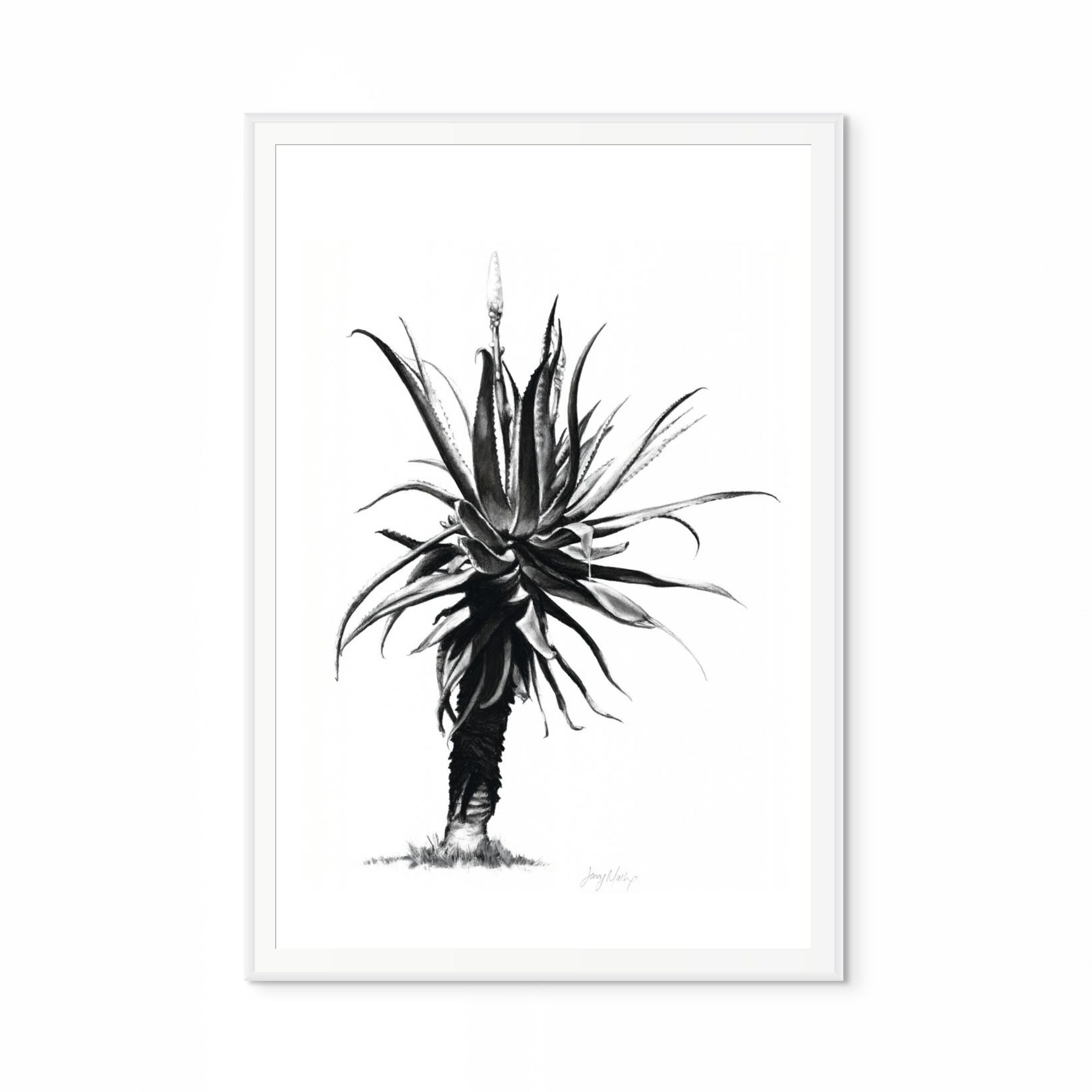 Aloe IV Print