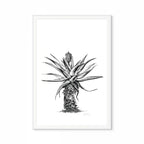 Aloe V Print