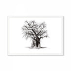 Baobab III Print