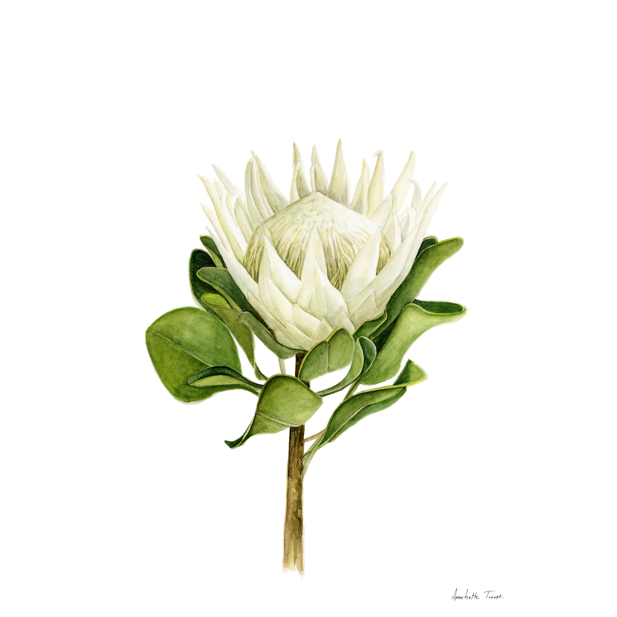 Protea Print