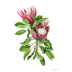 Protea Cynaroides Print