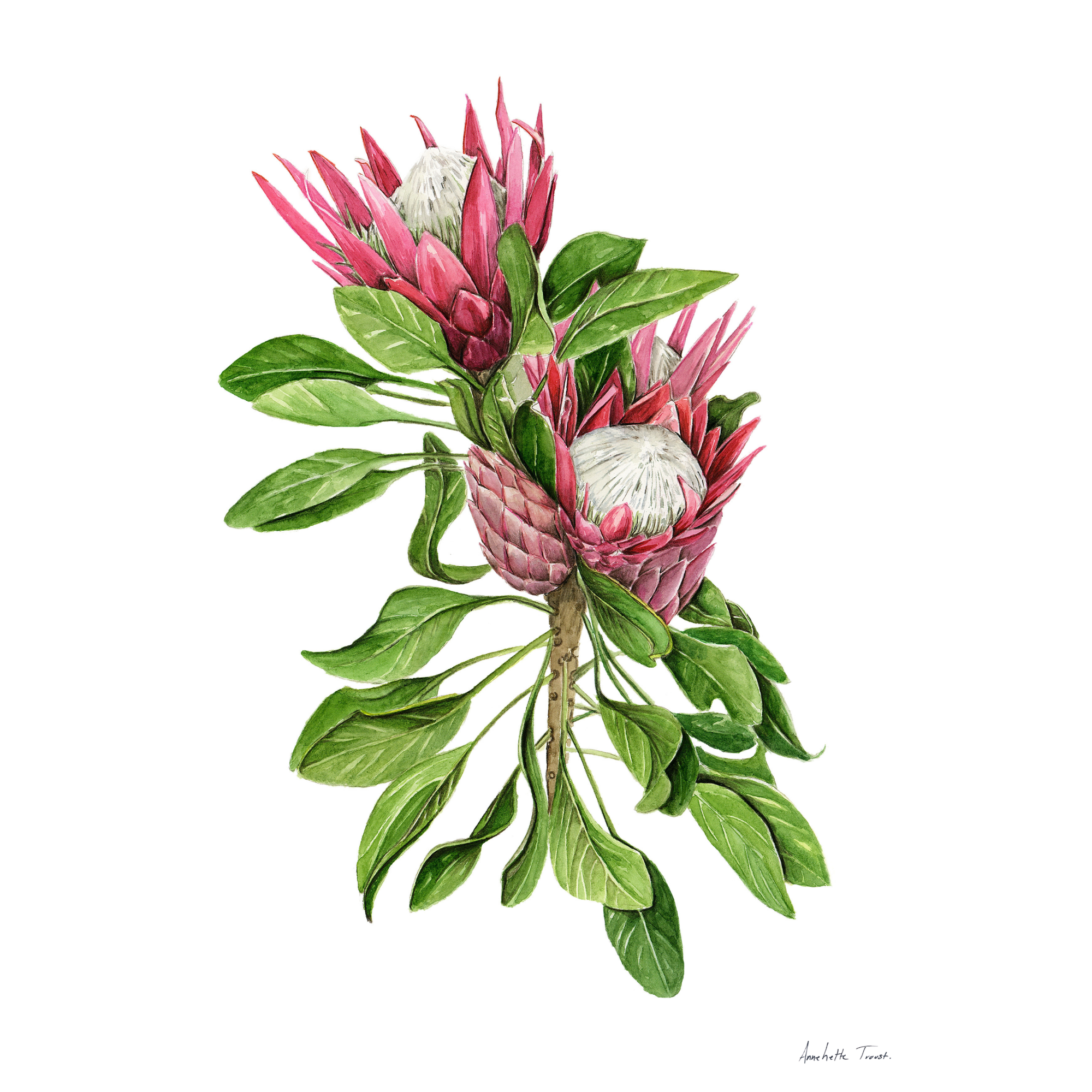 Protea Cynaroides Print