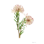 Protea Leucospermum Tottum Print