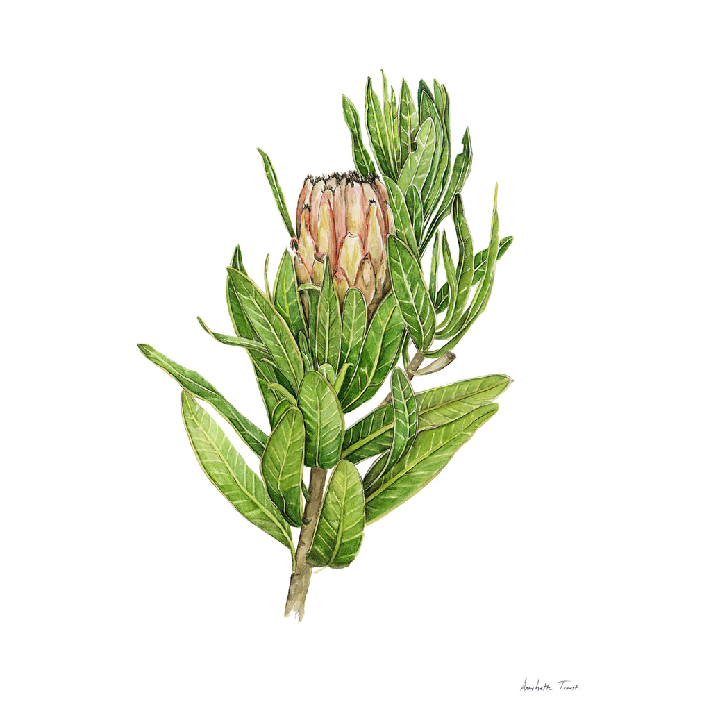 Protea Mink Print