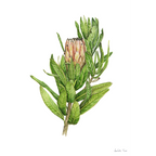 Protea Mink Print