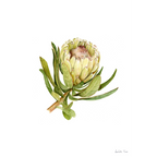 Protea Neriifolia Print