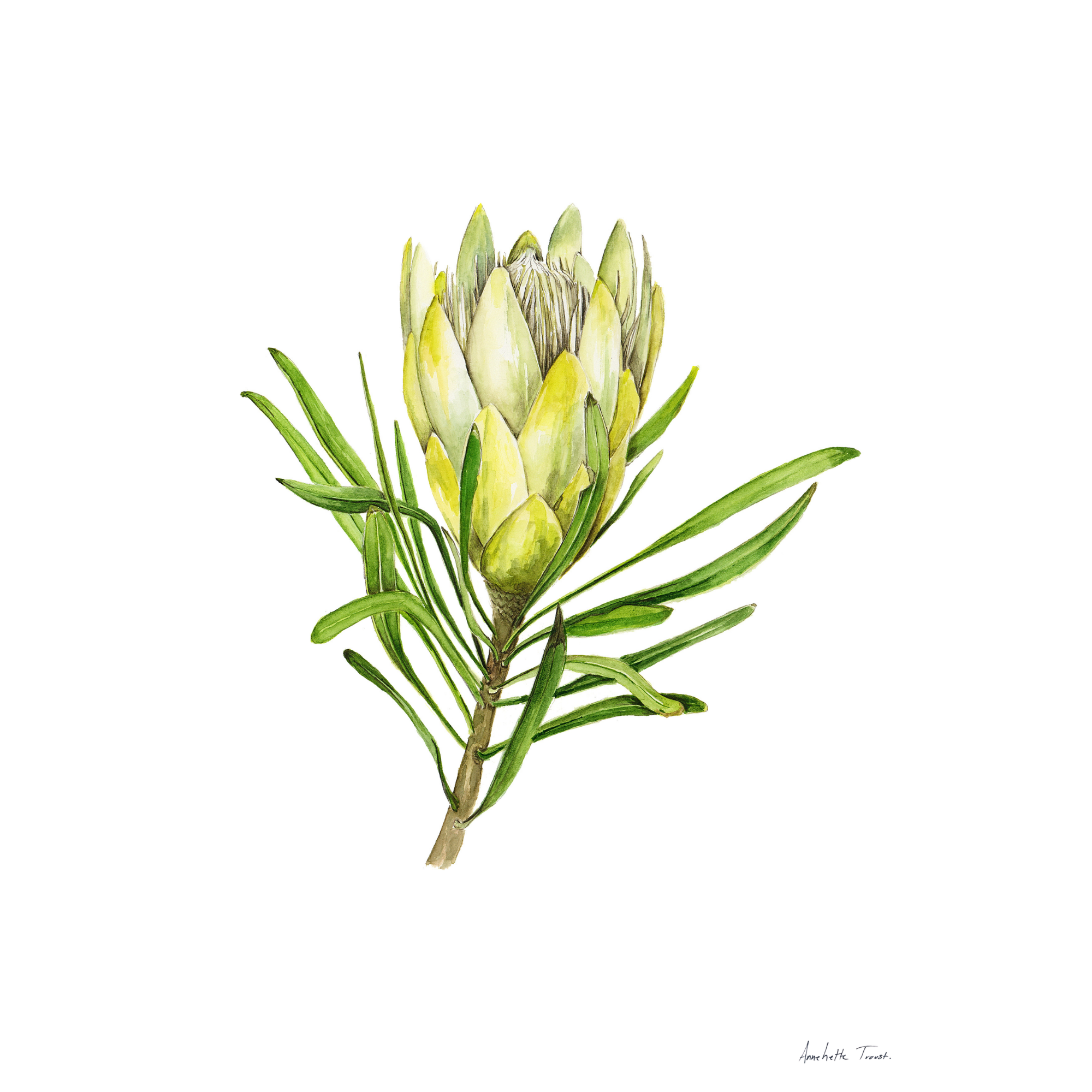 Protea Repens White Print