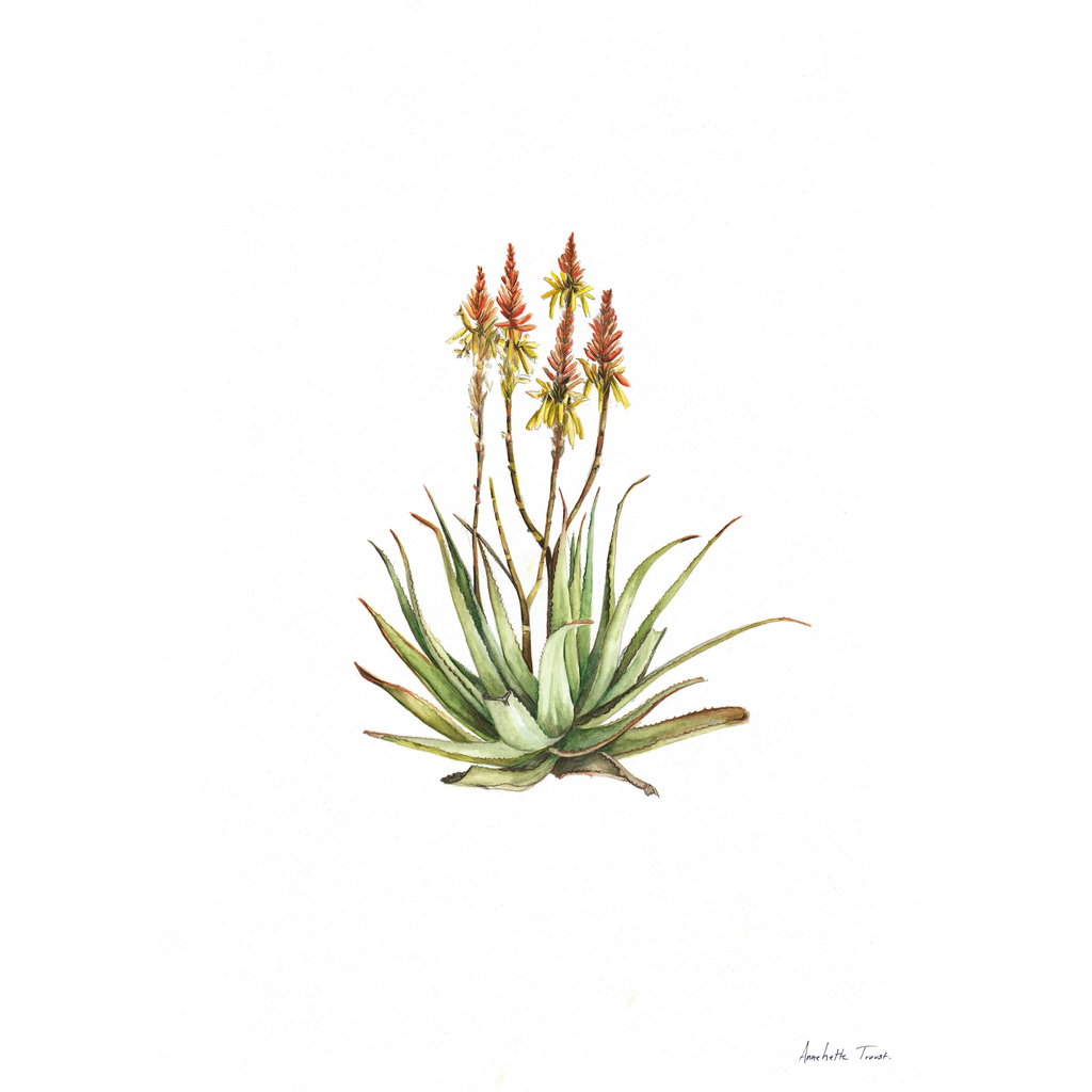 Sand Aloe Print