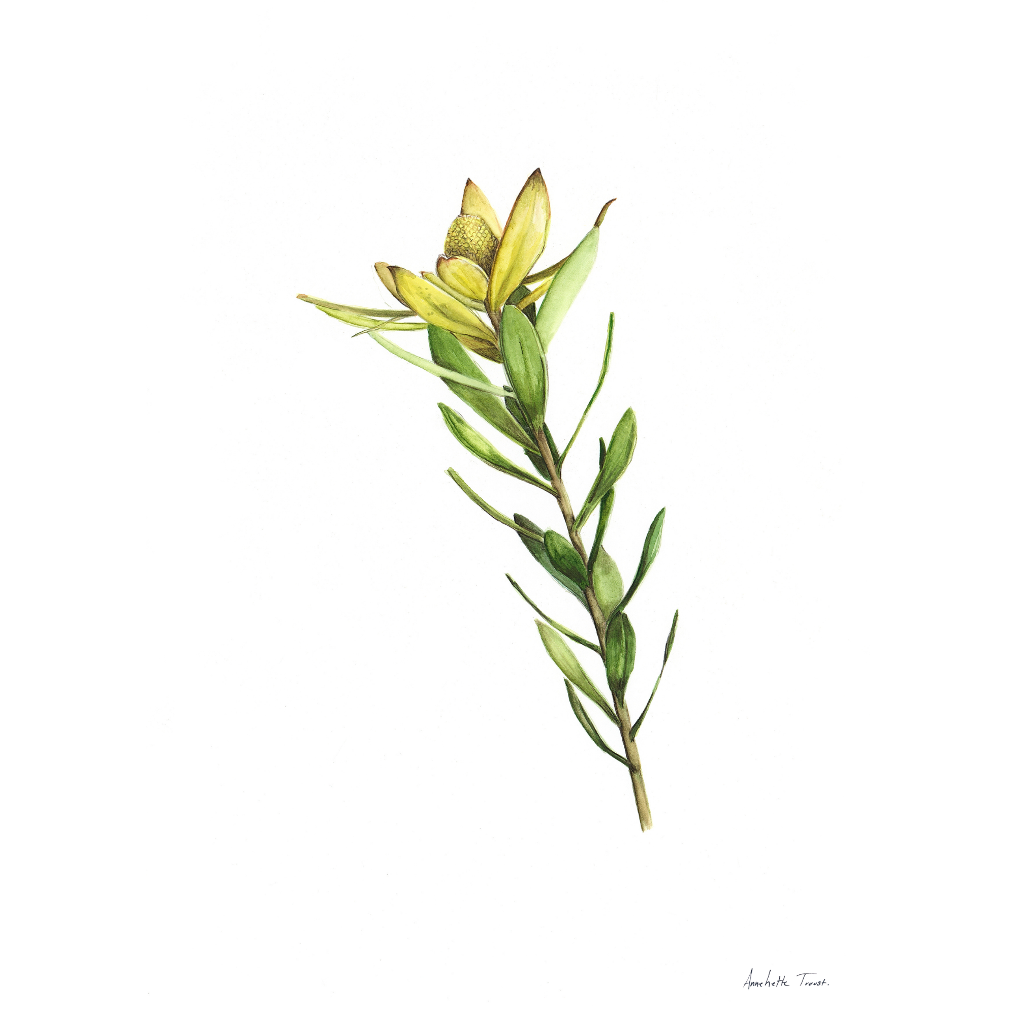 Sunshine Conebush Print