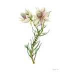 Surruria Florida Print